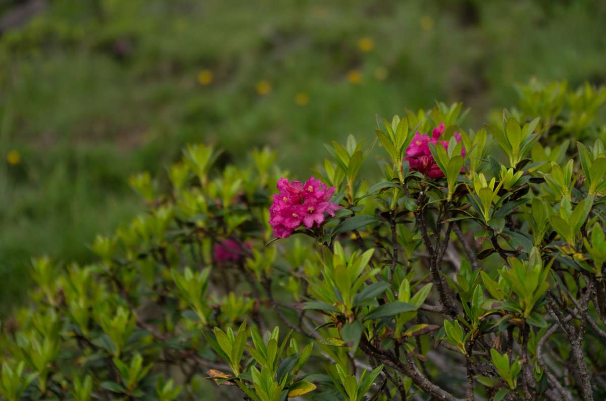 Alpine Roses